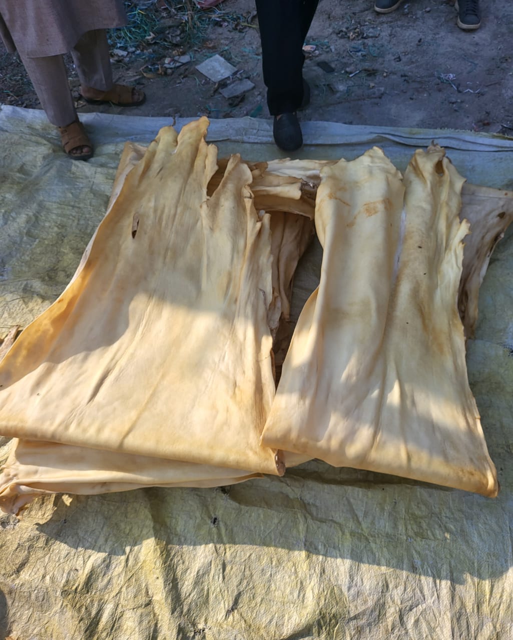 Premium Ribeye Steak